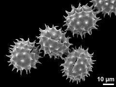 dry pollen