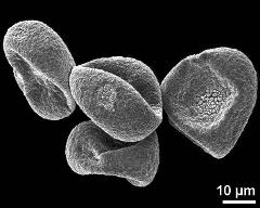 dry tetrads