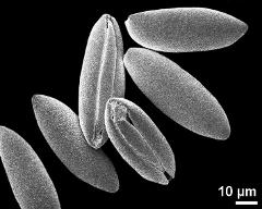 dry pollen grains