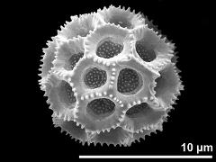 hydrated pollen grain