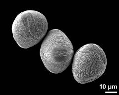 hydrated and dry pollen grains