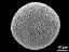 hydrated pollen grain