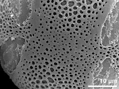 polar area,tetracolpate pollen grain