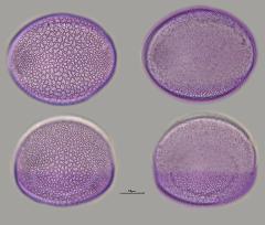 hydrated pollen