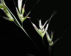 flowers of Avenula pubescens