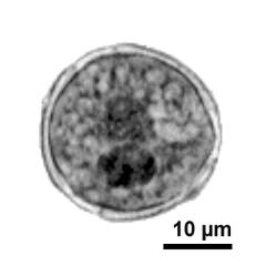 generative cell and vegetative nucleus