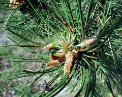 male cone(s)