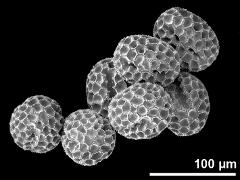 dry pollen grains