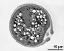 pollen grain in cross section