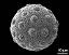 hydrated pollen grain