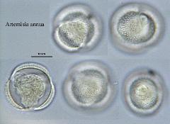 hydrated pollen