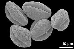 Pollen in equatorial and oblique polar view