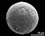 hydrated pollen grain