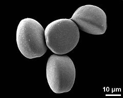 hydrated pollen grains