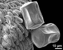 dry pollen grains