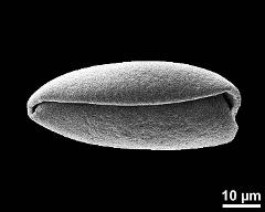 dry pollen grain in polar view (distal)