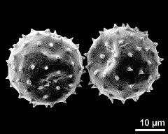 dry pollen grains