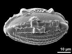 polar distal view