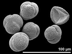 dry pollen grains