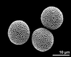 hydrated pollen grains