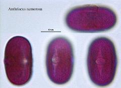 hydrated pollen