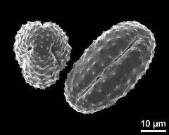 dry pollen grains