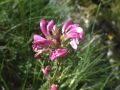 inflorescence(s)