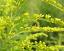 flowers of Solidago canadensis