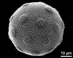 hydrated pollen grain