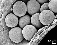 pollen grains in anther