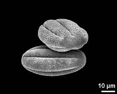 dry pollen grains