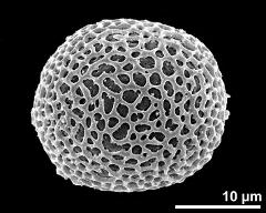 hydrated pollen grain