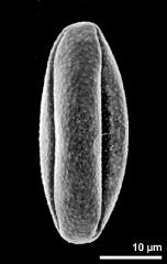 dry pollen grain in equatorial view