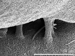 exine surface,exinous connection between monads