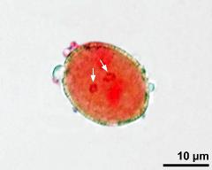 pollen grain with sperm cells (arrows)