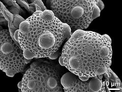 hydrated pollen grains