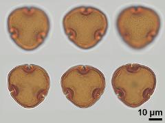 acetolyzed pollen,polar view