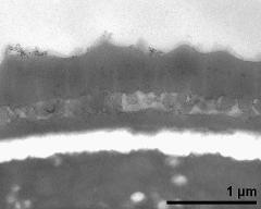 interapertural area of pollen wall