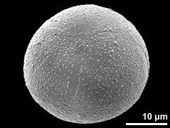 hydrated pollen grain