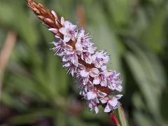 inflorescence(s)