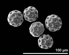 dry pollen grains