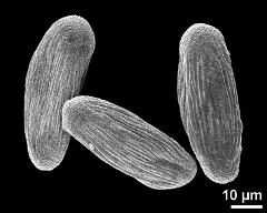 dry pollen grains