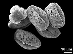 dry pollen grains