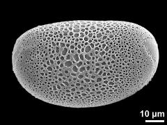 polar proximal view