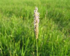 inflorescence of Alopecurus pratensis