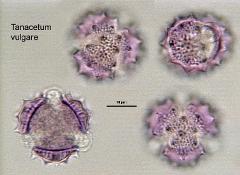 hydrated pollen