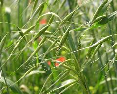 flowers of Avena sativa