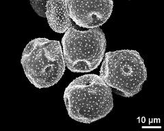 dry pollen grains