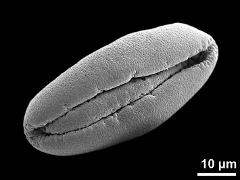 dry pollen grain