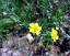 flowers of Potentilla inclinata